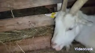 Выделения у коз перед окотом
