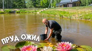 Family work on two homesteads: caring for ponds, animals, and vegetable gardens.