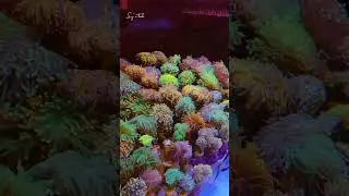 mixed reef tank #marineaquarium #reeftank #reefcommunity #saltwateraquarium