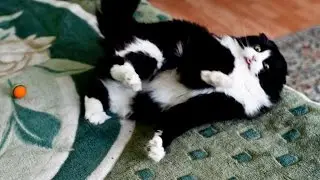 Кошку прёт от валерьянки