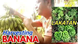 Harvest or Cutting of Banana (Lakatan or Binangay)