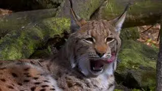 ⭐Wild lynx⭐