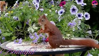 Beautiful Squirrel Vine//America's Funniest Home Videos Squirrel New 2021