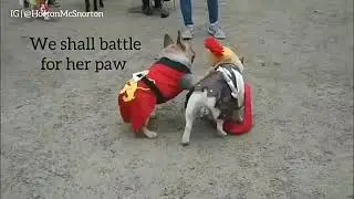 Гладиаторские бои 😁🐕🐩 французский бульдог