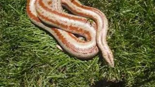 Kain outside