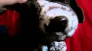 big dogs vs small dogs tag