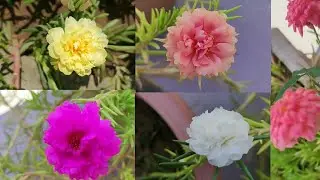 Beautyful Flowers / flower arrangement / office plant / Rose Plant #shorts