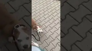 Крутые мужчины гуляют по Польше , узнали Антошку /Кракена?) #питомниксобак