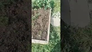 в гостях#огород молодой семьи