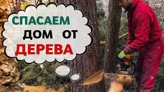 Удаление СОСНЫ, которая могла завалить ДОМ | Киев | Экомир Украина