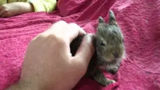 Forest rabbits live in the house the first day.