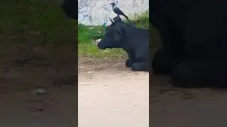 Cow and crow#Shorts