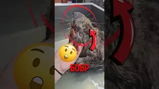 🦫 Why can't a beaver stop gnawing on a tree? 