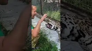 Кусаться не можнА! #тайган #олегзубков #юмор #shortvideo