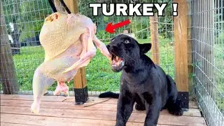 BIG CATS EAT THANKSGIVING TURKEY !