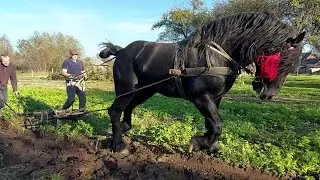 🎬🖥PERCHERON 🔥ФАРАОН🔥 спогади про нелегку працю🚜🍂💪🖐