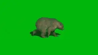 Green Screen Videos. copyright free. green background. zebra green screen video. green screen...