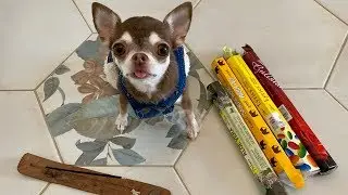 Favorite stinky chihuahua fondue! What smells like a small dog at home?