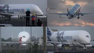 Huge AIRBUS BELUGA XL first ever departure from London Heathrow - 9/9/24 4K