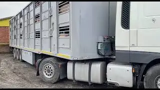Погрузка скотовоза Солдатское Белгородская область