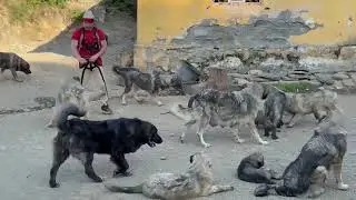 Pasdite me deltaret Ilirë