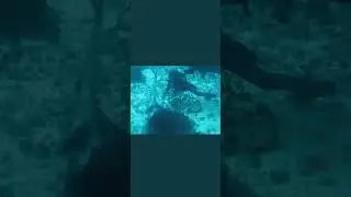 Steve Irwin’s Last Dive! (Actual Footage) *WARNING +18 Only