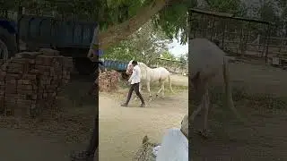 horse short video 