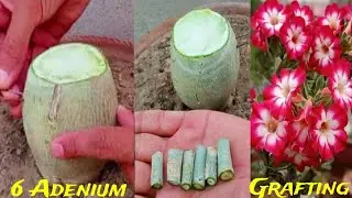 Unique Technique Adenium Grafting  | Graft Desert Rose Plant Caudex
