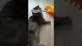 Чудо расческа🙀 столько шерсти вышло😅 #кошка
