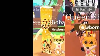 Who’s gonna win a pet