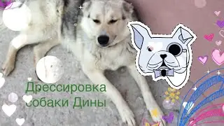 Дрессировка собаки Дины| Ксюша Play