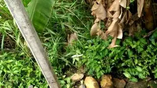 White palm squirrels