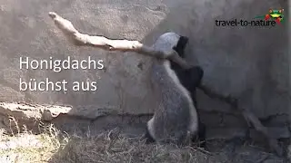 Honigdachs büchst aus / Honeybadger escaping