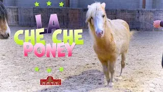 LA CHE CHE PONEY