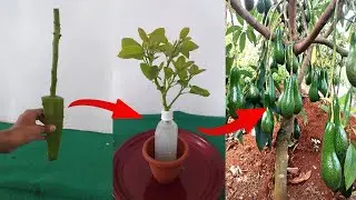 grow avocado from cuttings using natural rooting aloevera|method of rooting in water