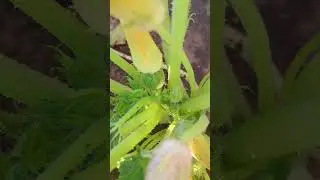 Наконец-то завязался новый кабачок)))👍👍👍