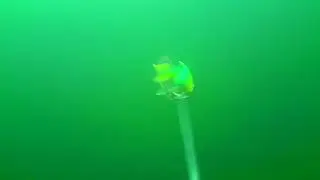 Supersonic pike attack at Water Wolf camera