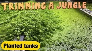 Trimming the jungle, planted tank maintenance
