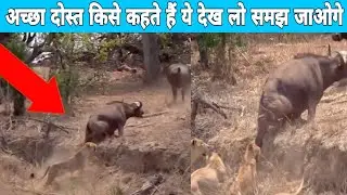 अच्छा दोस्त किसे कहते हैं यह वीडियो देखकर आप समझ जाएंगे ❤️❤️ || #facteveryday #shorts
