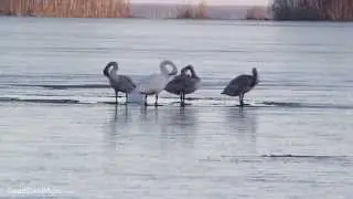 Joutsenperhe Lestijärvellä