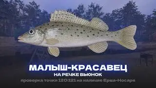 ЕСТЬ ЛИ ШАНС НА ТРОФЕЙФНОГО ЕРША-НОСАРЯ?! ПРОВЕРКА ТОЧКИ И ФАРМА НА Р. ВЬЮНОК!