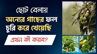 ছোট বেলায় অন্যের গাছের ফল চুরি করে খেয়ে ফেললে এখন কী করতে হবে। মাফ চাবেন কীভাবে?