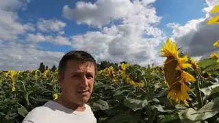Цвітіння соняшнику ЕС Саксон, бджоли працюють, лучний метелик, гусінь, вовчок, чистота посівів.