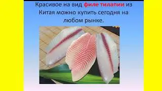 Качество филе телапии и как выращивают тилапию