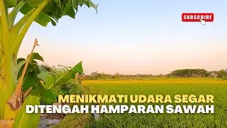 Menikmati Udara Segar di Tengah Hamparan Sawah