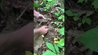 Digging a Big Ginseng root / aging Ginseng by scars on the Rhizome 