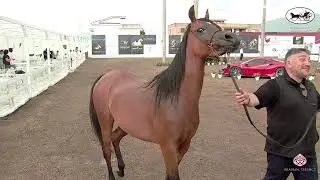 VesuvioTrophy 2021 - Class 8