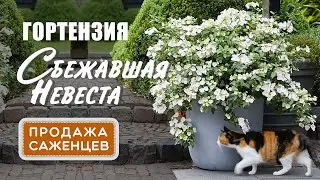 Гортензия Сбежавшая невеста 2024. Продажа саженцев