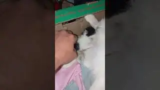 Новорождённый Мурчик