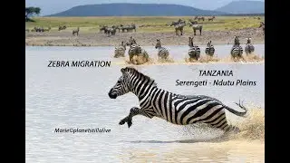Great Migration - Hundreds of zebras running in a lake
